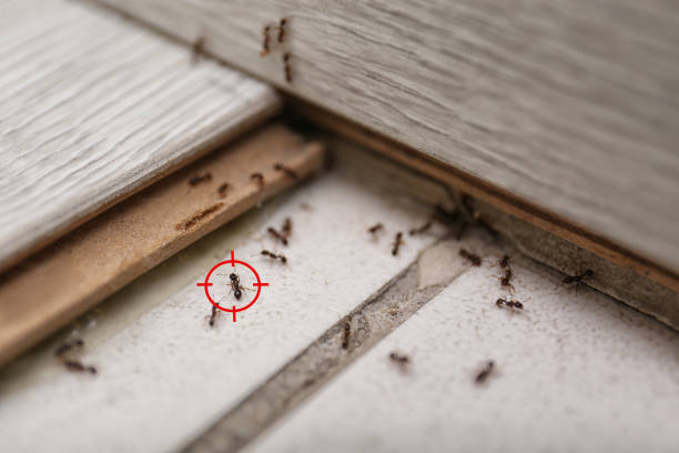 Best Commercial Pest Control Services  in Delevan, NY