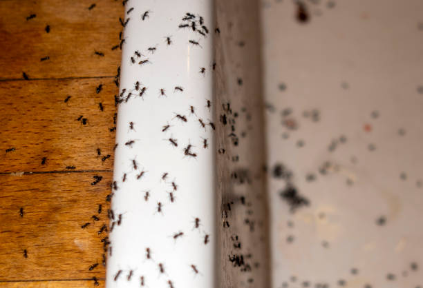 Best Termite Control Services  in Delevan, NY