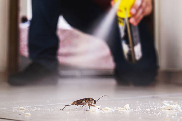 Best Local Pest Control Services  in Delevan, NY