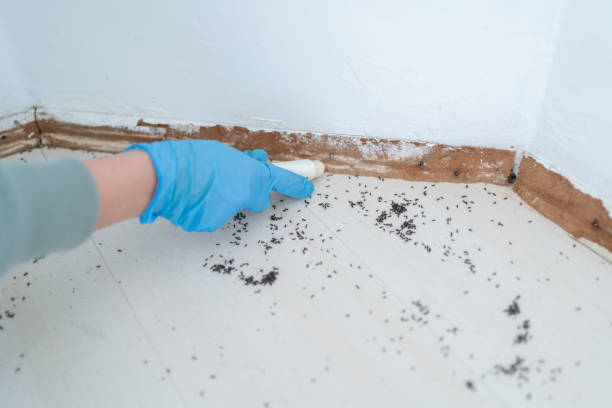 Best Emergency Pest Control  in Delevan, NY
